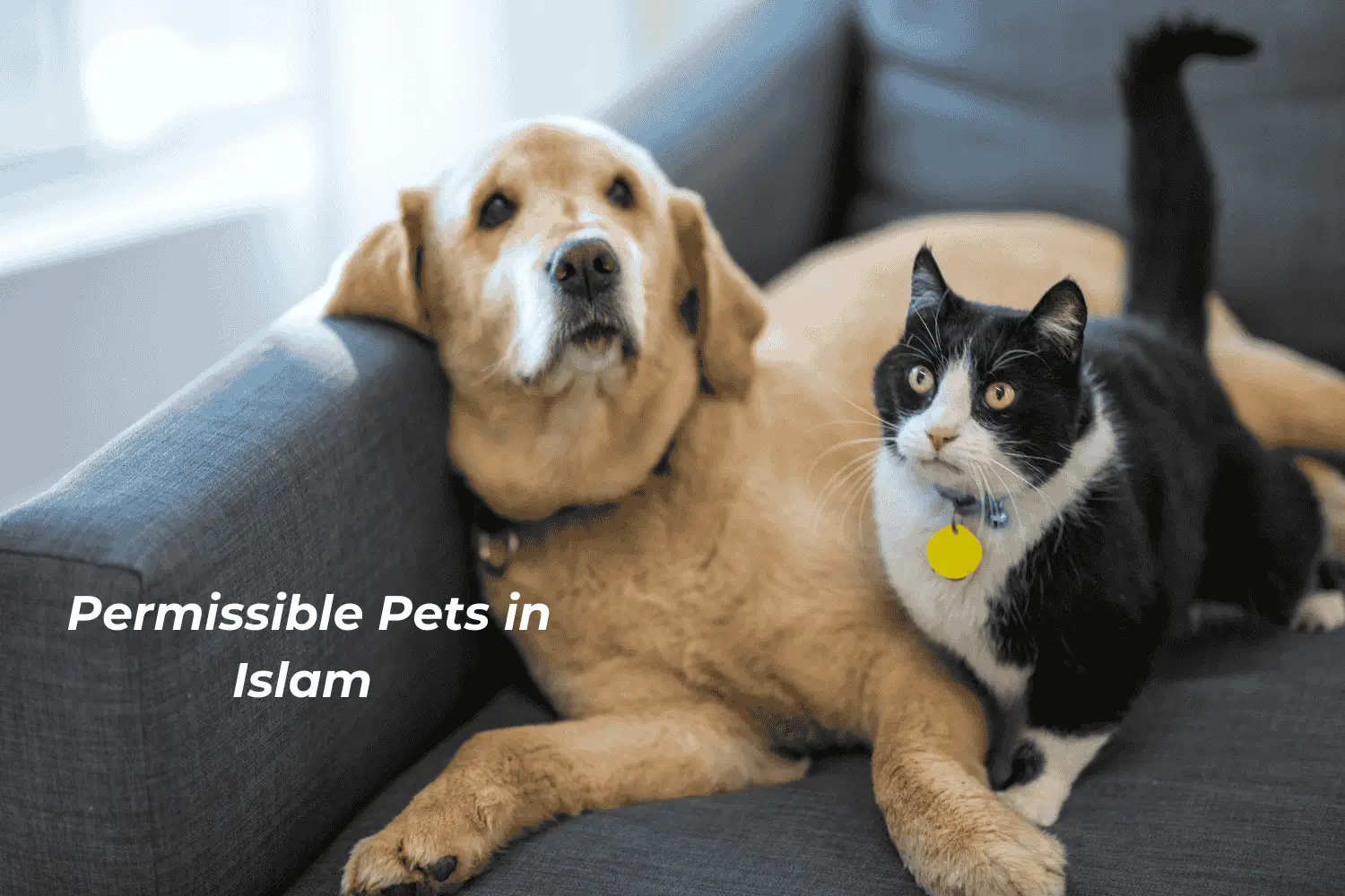 Permissible Pets